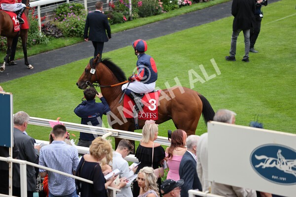 yr19082021r2-9 - Race 2 2.25pm Goffs UK Premier Yearling Stakes