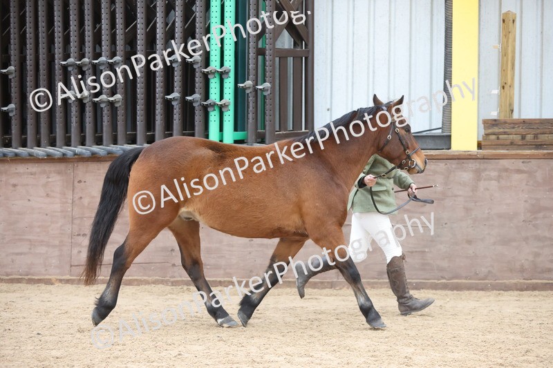 20251109-1077 - Class 29 - Geldings 4 Years and over