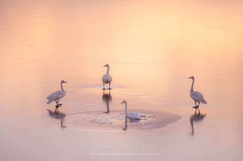 Swans at Sunrise - Ireland by Day