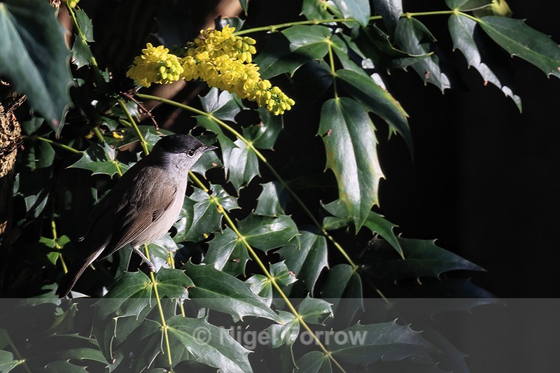 Blackcap (male) and Mahonia blossom, Oxfordshire - Eurasian Blackcap