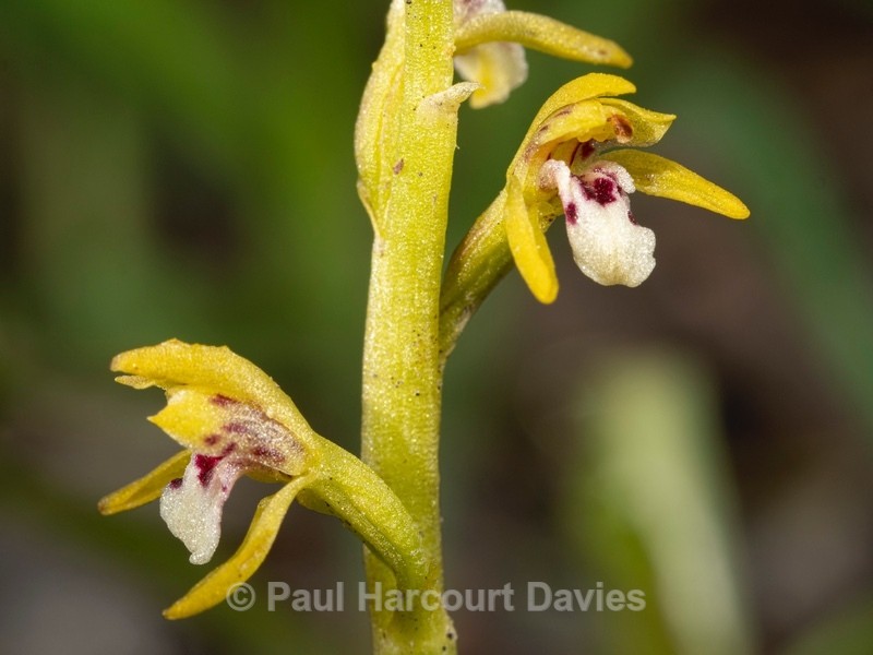 Coralroot  (Corallorhiza trifida) - Wild Orchids 2021