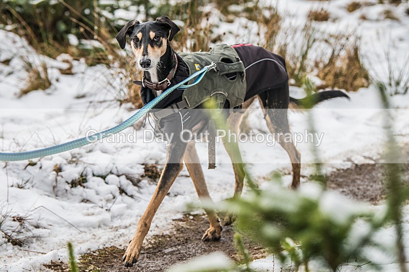 Glentress-2334 - High Terrain Events Glentress 10K 21K & 42K Trail Races Sunday 16th February 2025