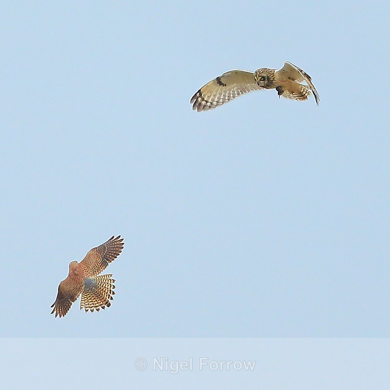 Short-eared Owl and Kestrel, Hawling, Gloucestershire - Short-eared Owl