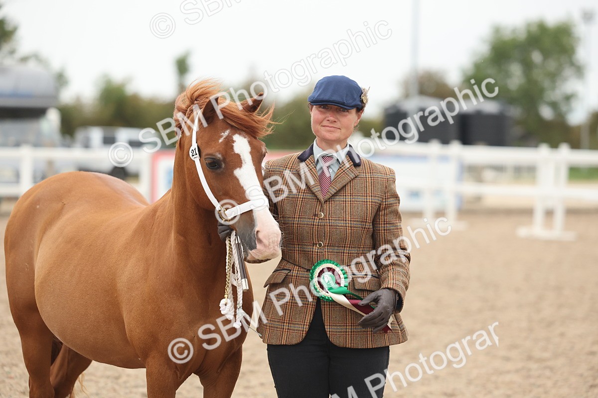 SBM_19444 - Class 317 - IH Pure Bred Horse-Pony