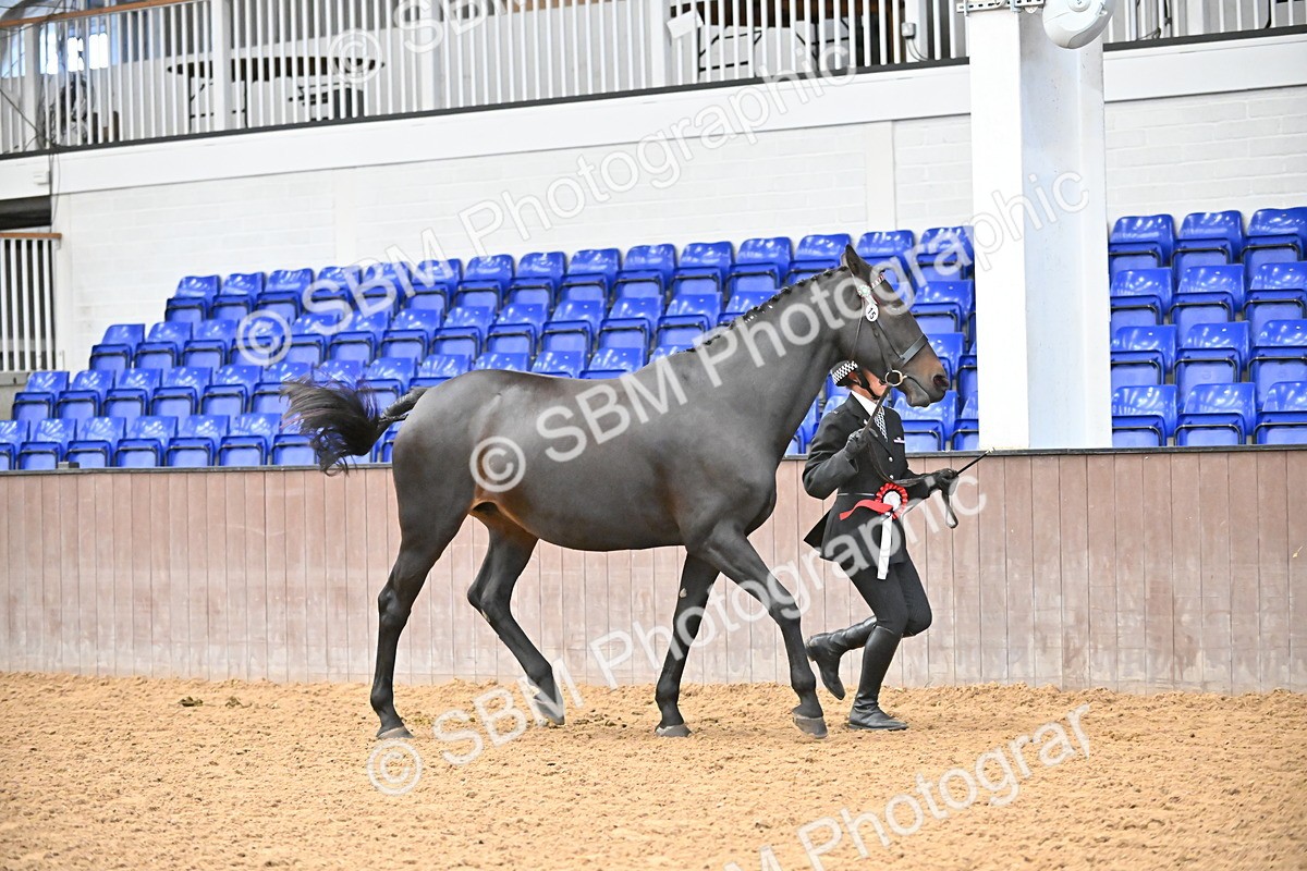 SBM_000736 - Class 14 - SSADL In Hand Championships