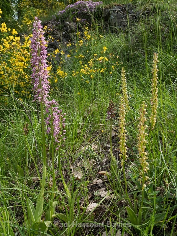 Orchis x bergonii = Orchis anthropophorum x Orchis.simia hybrid - Wild Orchids - 1