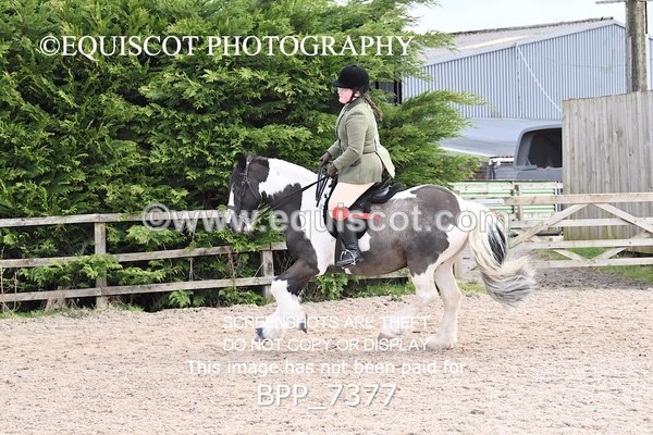 BPP_7377 - RING 1  (RIDDEN HORSES / IN HAND / VETERAN ETC)