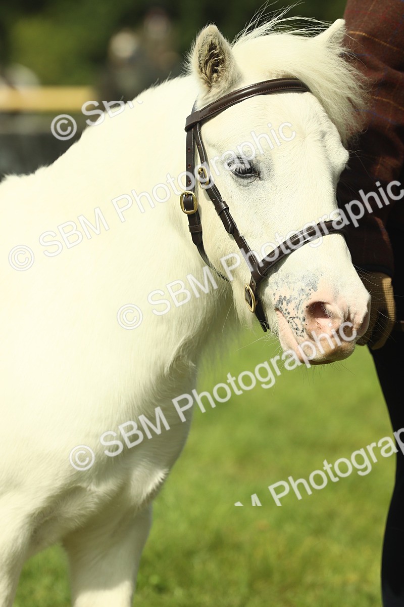 SBM_66681 - S34 - Rehabilitated Rescue Horse & Pony In Hand & Ridden