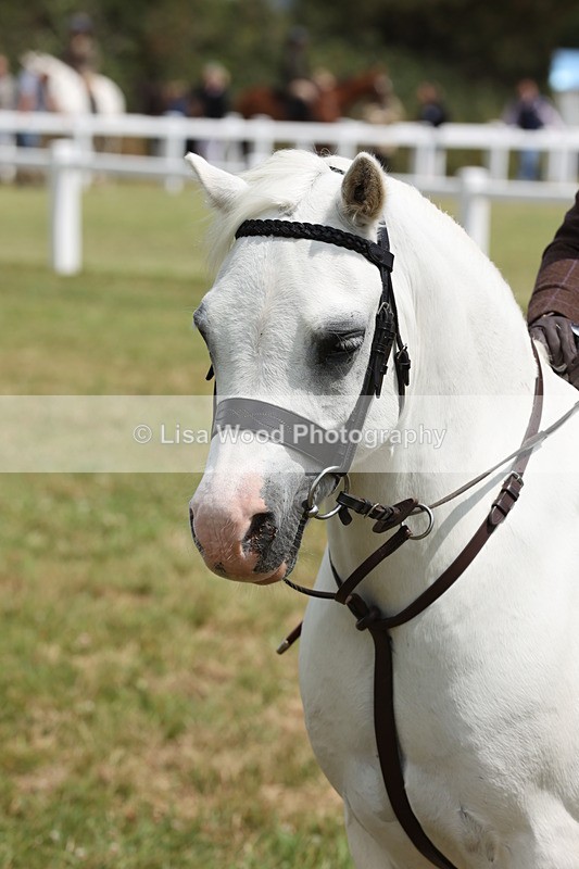 JPP_1976 - Class 18: Tiny Tots Working Hunter Pony