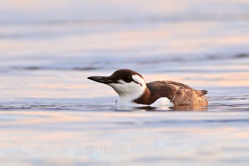 Guillemot in non-breeding plumage, Poole Harbour - Guillemot