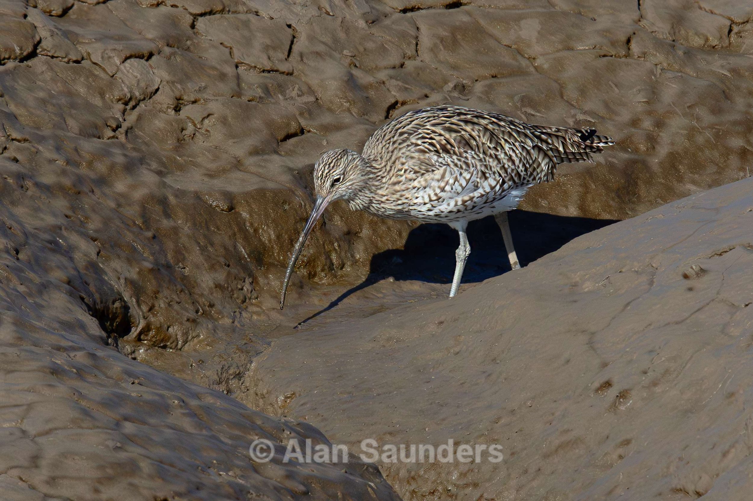 Eurasian Curlew 51