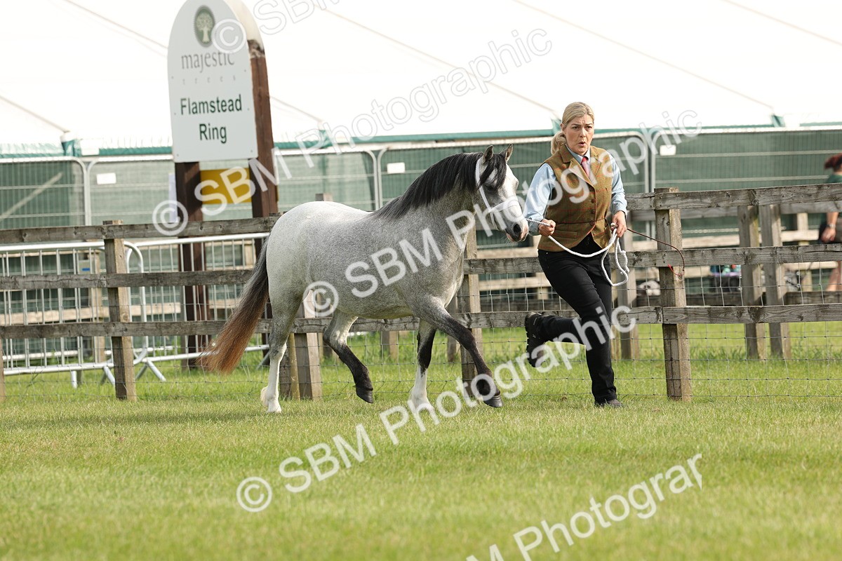 SBM_00402 - Class 6-13 - Mountatin and Moorland In Hand Welsh Breeds
