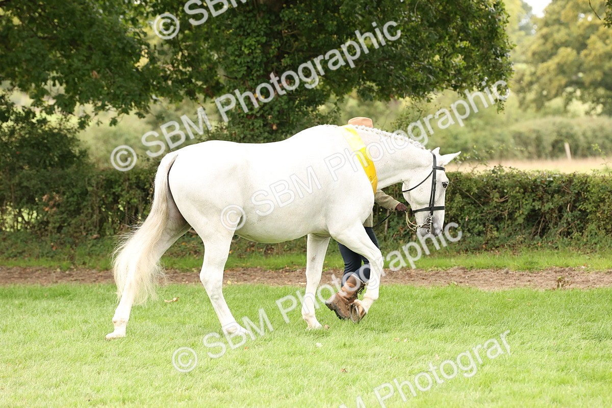 SBM_60825 - In Hand Horse Supreme Championship