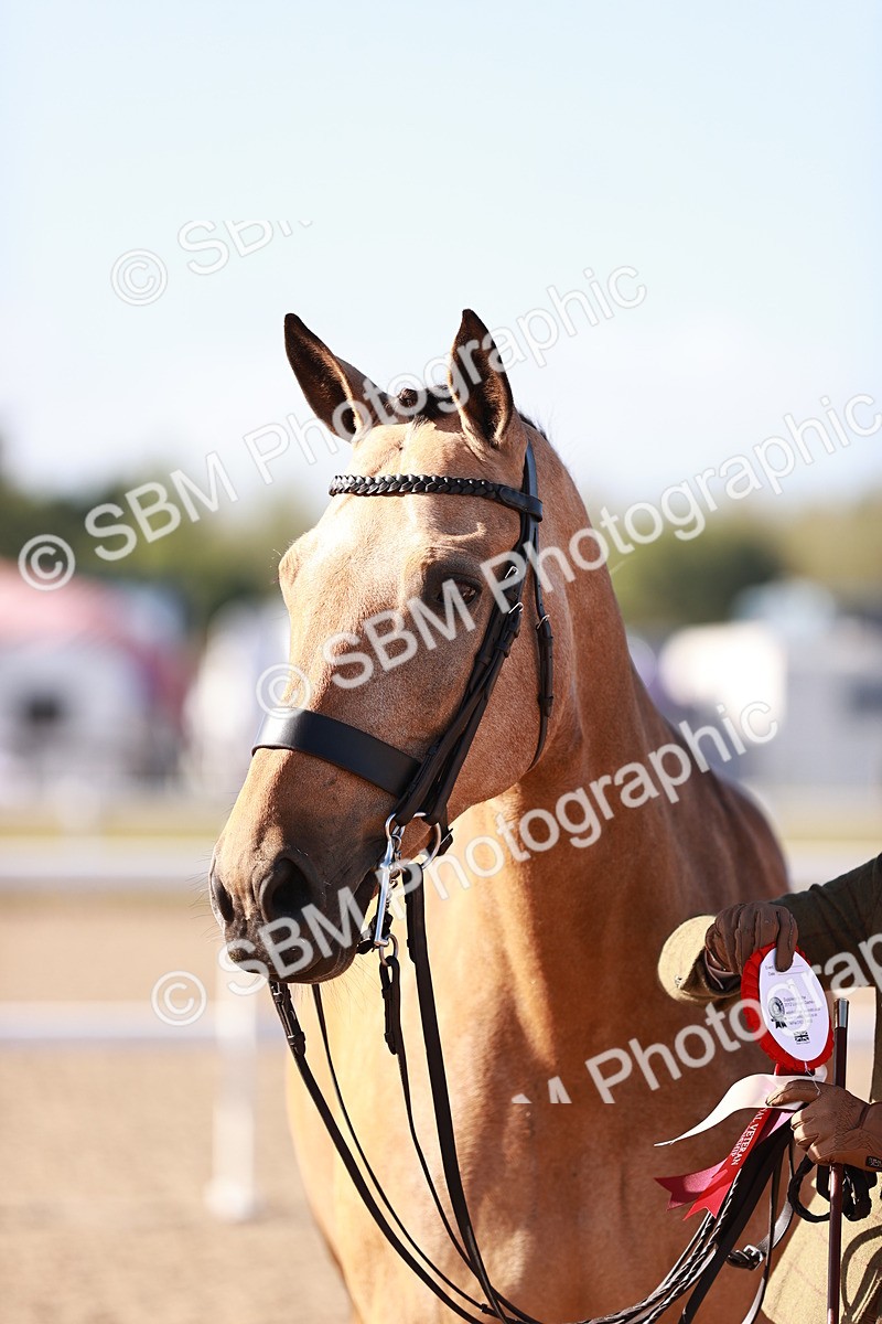 SBM_22081 - Class 703 - IH Coloured