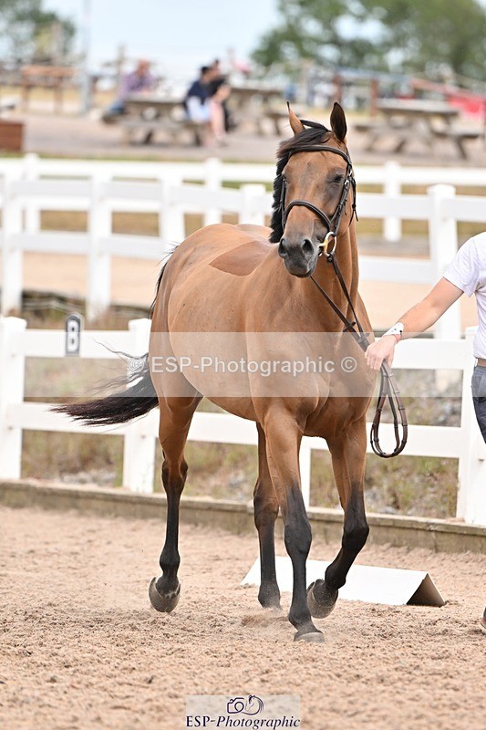 250716-161425-02509 - Trot Up 3.30 to 4.30
