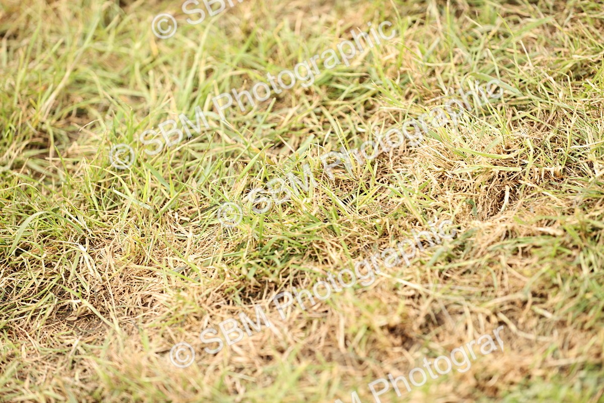 SBM_14640 - Class 88-89 - LIHS BSHA Rising Star of Ridden Hunter Type