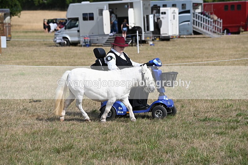 WJ6_6798 - Class 21 Shetland & Mini Horses
