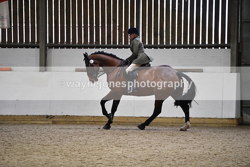 WJ5_9009 - Class 15 Ridden Show Horse