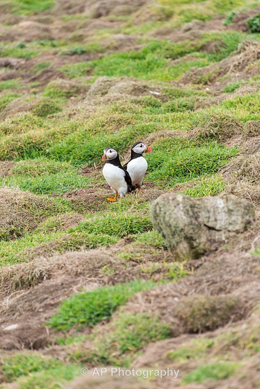 ACP_9770-1 - Puffins on Skomer Island