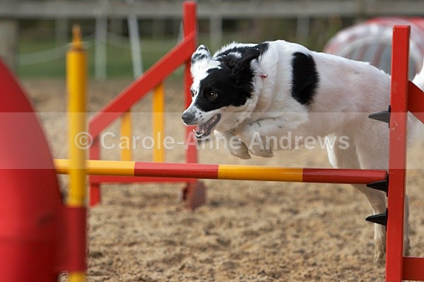  - Greenstead Green Farm Shop Animal Open Day