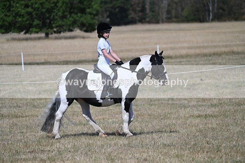 WJ7_1176 - Class 41 Prettiest Mare