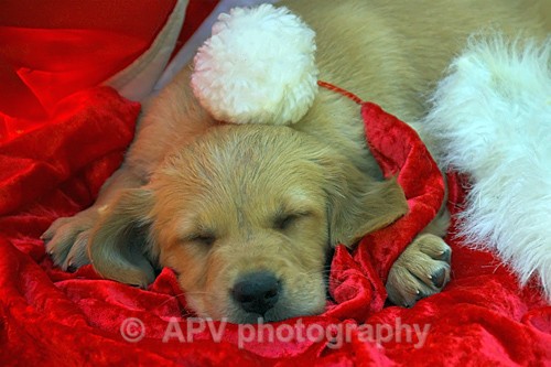 Christmas puppy.. - Dogs'n'Cats
