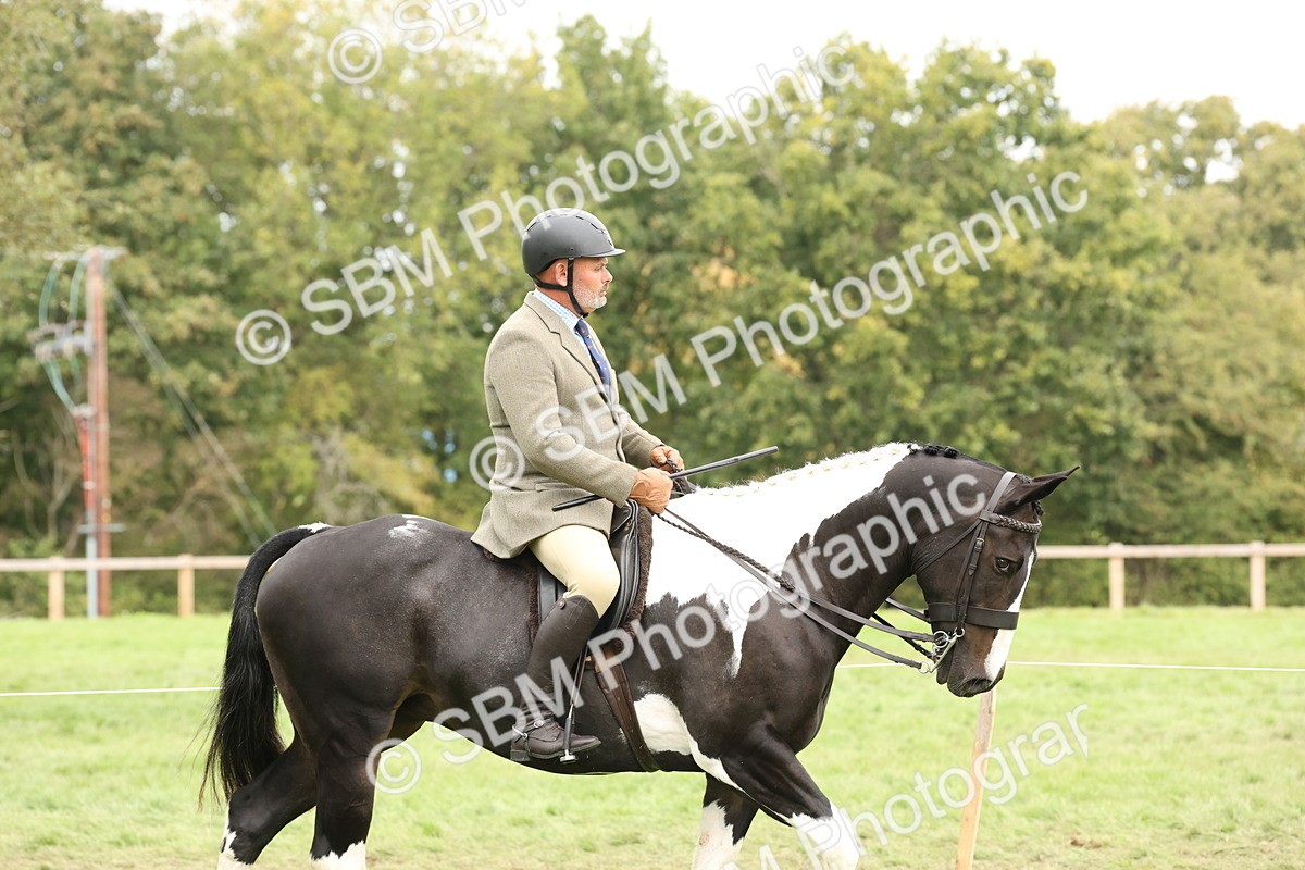 SBM_67194 - S67 - Piebald & Skewbald Horse Ridden