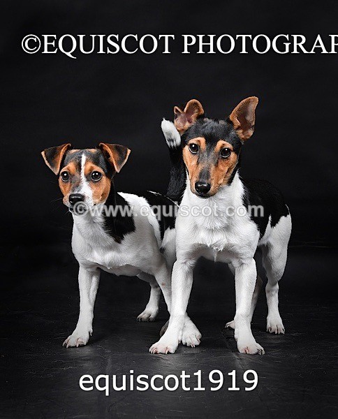 equiscot1919 - MARIS & CHIP