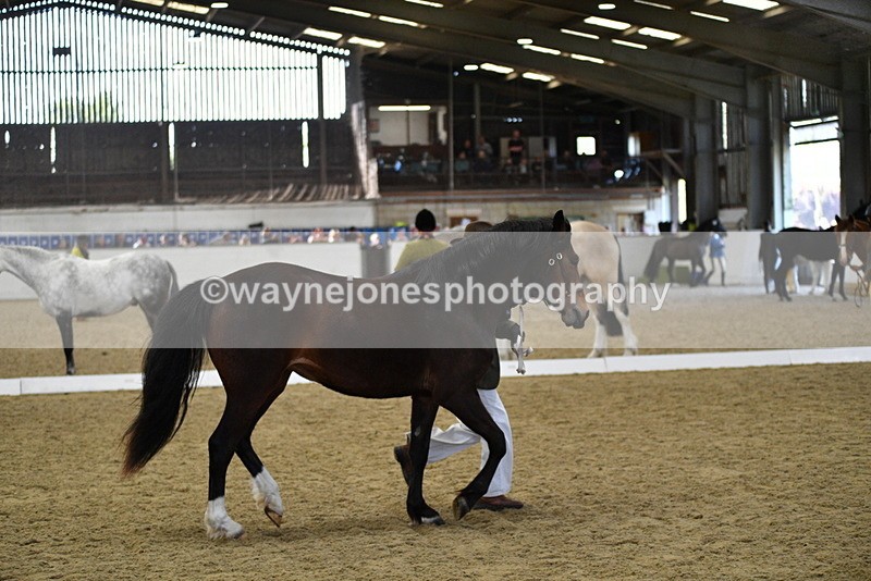 WJ5_4386 - Class 6 In hand M&M - Large Breeds