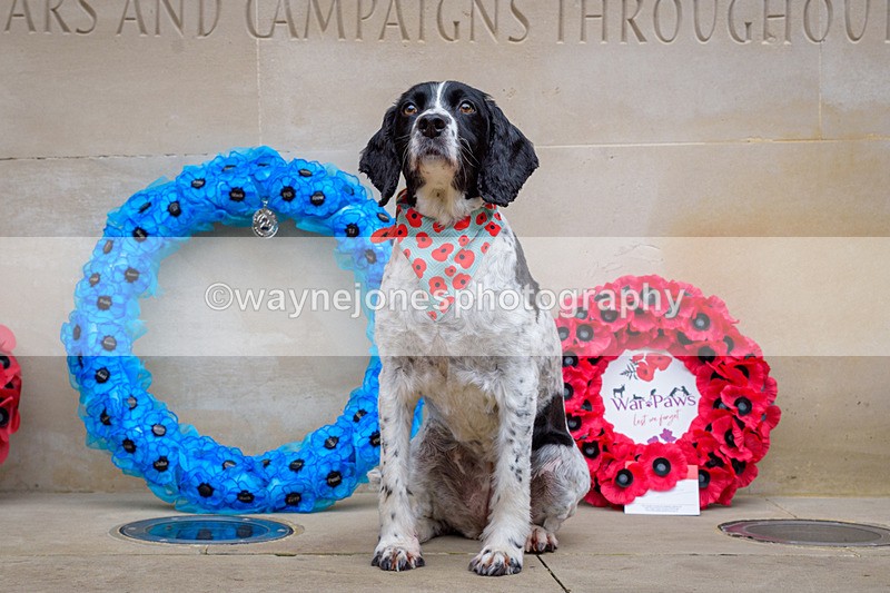 NGP_8358 - 2024 Animals in War Remembrance Gathering