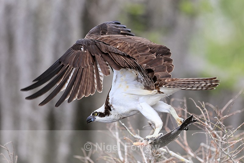Osprey flies off with fish, Blue Cypress Lake, Florida - Osprey