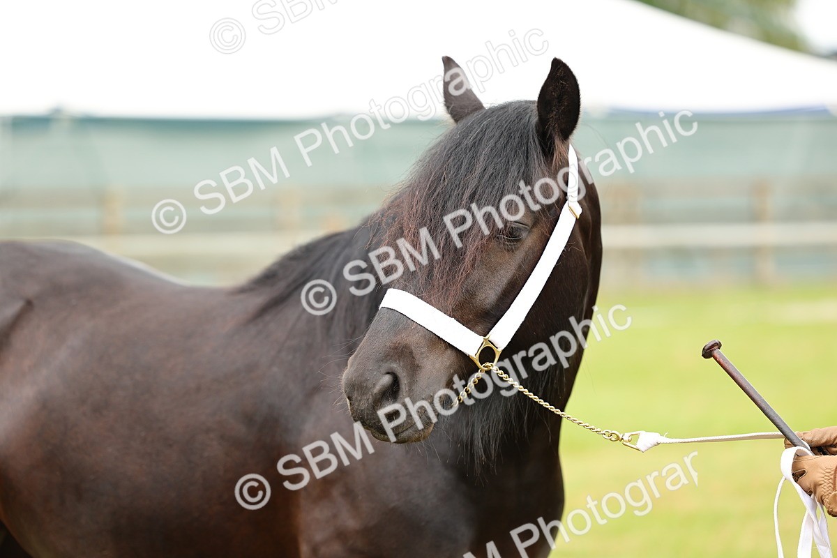 SBM_00451 - Class 58-67 - M&M Non Welsh Pony In hand