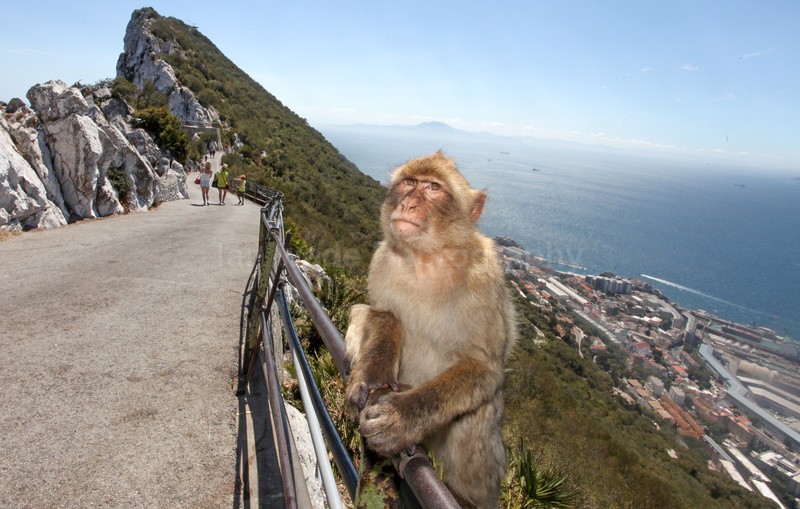 Barbary Macaques on the Rock of Gibraltar - Barbary Macaques at the Rock of Gibraltar