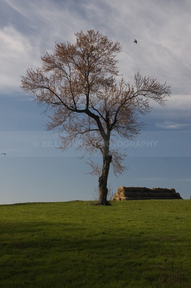 DSC_0085 - The Tree Project