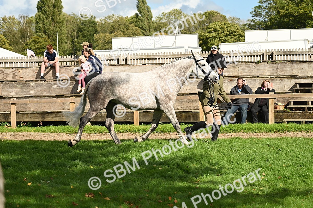 SBM_25017 - S5 - Novice & Newcomer In hand