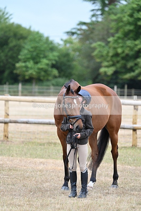WJ7_9897 - Class 5a Most Handsome Gelding (above 14.2hh)