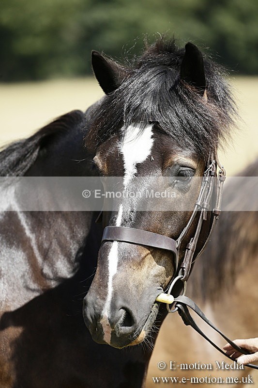 _EP59151 - Roving Camera BVRC Show 2018