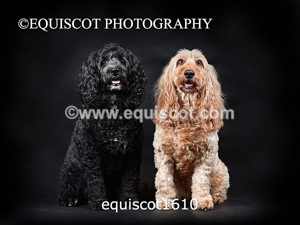 equiscot1610 - POPPY & EDDI