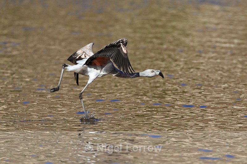 Chilean Flamingo (immature) starts take off run, Machuca, Chile - Chilean Flamingo