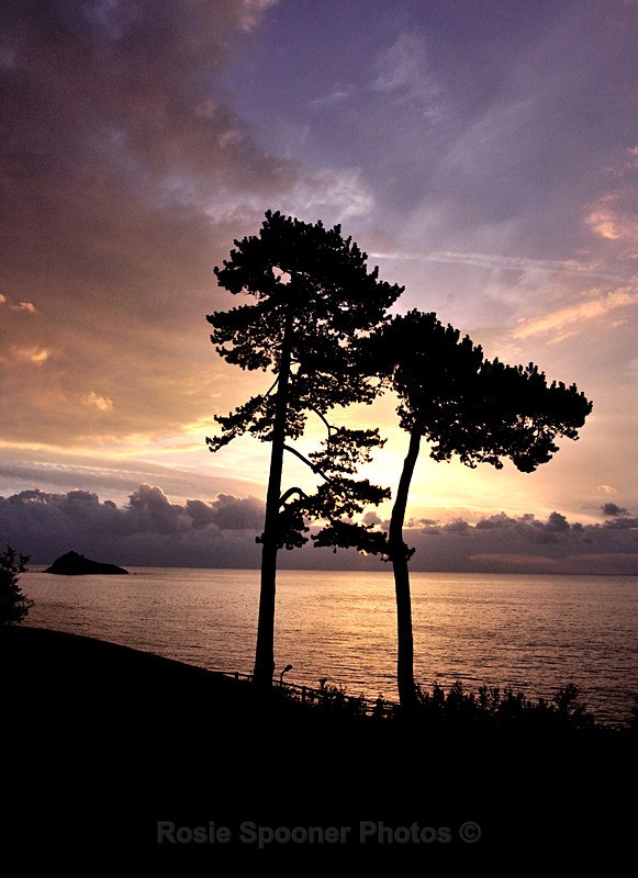 9 Silhouetted tree at Sunrise, Meadfoot Beach Torquay - Portrait Views