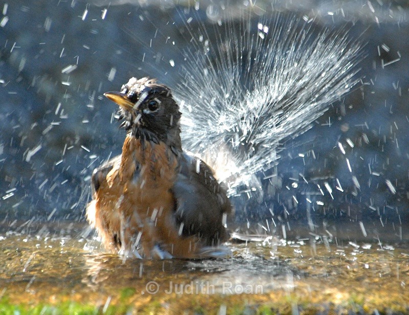 Robin - Backyard Bathing Birds