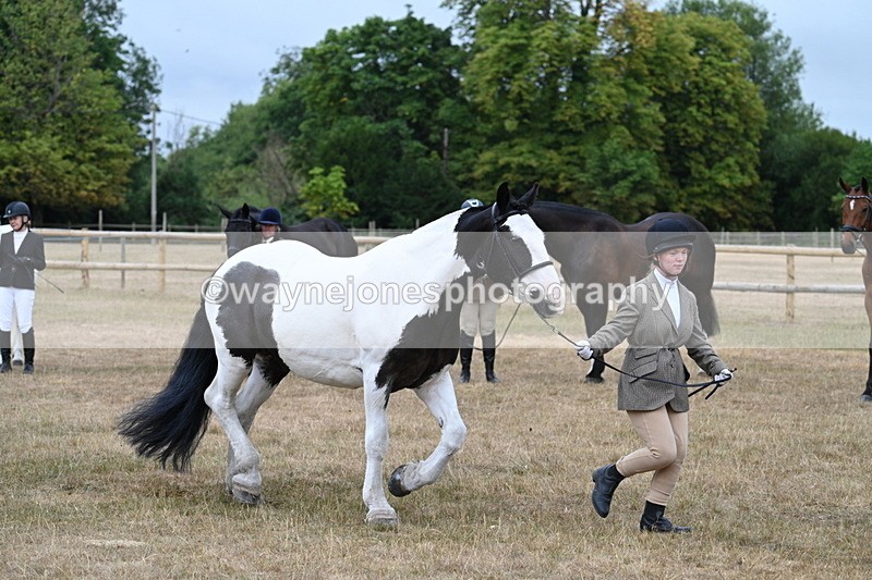 WJ7_9956 - Class 5a Most Handsome Gelding (above 14.2hh)