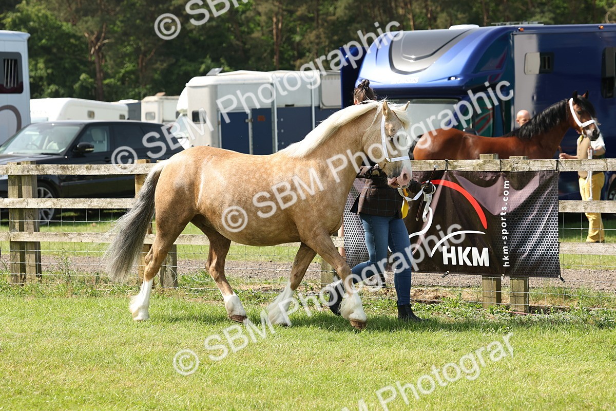 SBM_02198 - Class 6-13 - Mountatin and Moorland In Hand Welsh Breeds