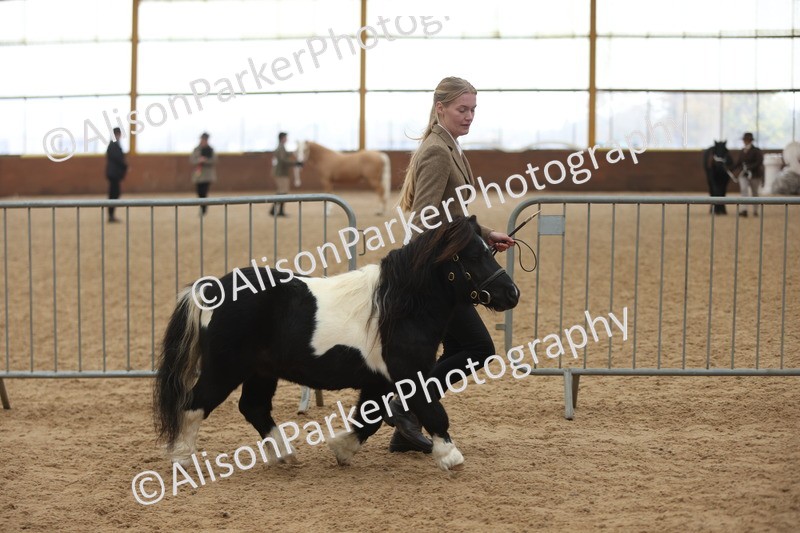 20251109-0275 - Class 12 - Stallions 4 Years and Over