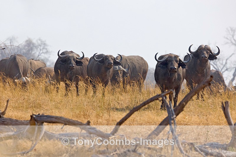 Buffalo - Mana Pools ~ The Mammals