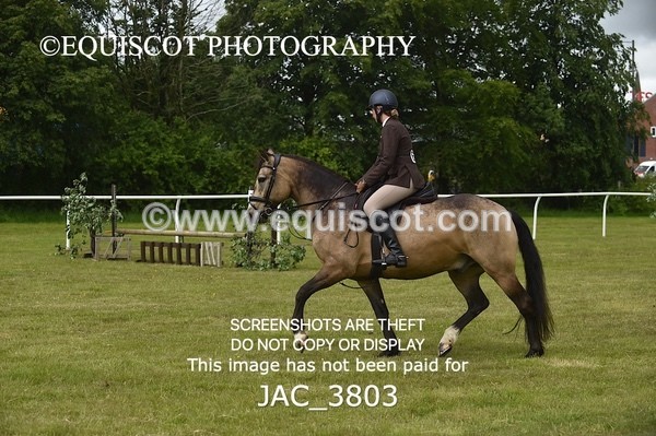 JAC_3803 - 65cm WORKING HUNTER