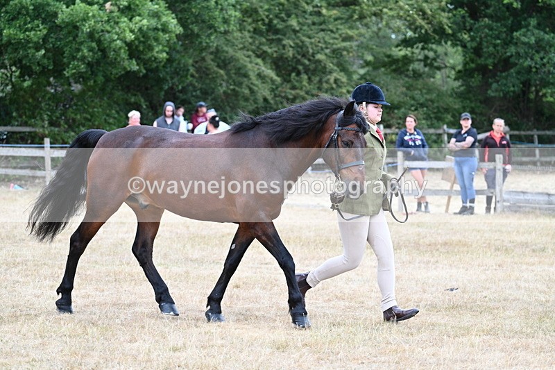 WJ7_9515 - Class 5 Most Handsome Gelding (up to 14.2hh)