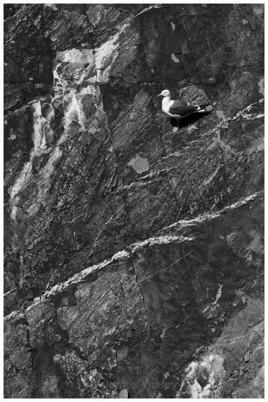 Herring Gull Chess Board - Nature in Black & White