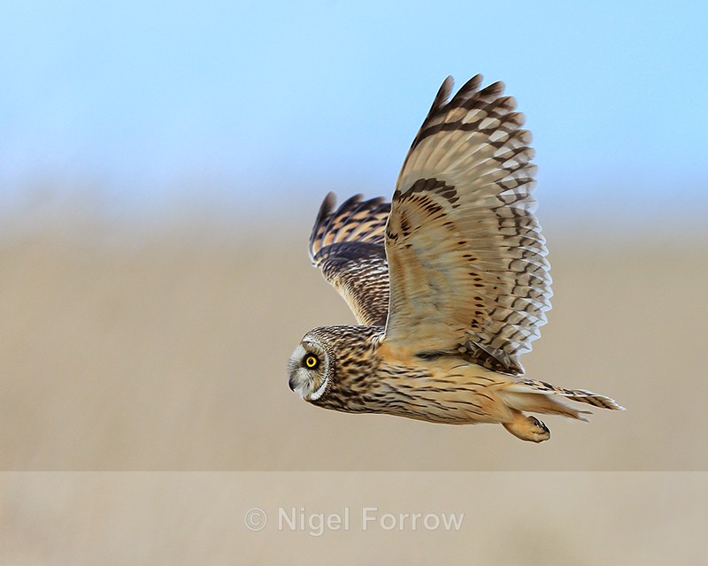 Short-eared Owl flying past close, Hawling, Gloucestershire - Short-eared Owl