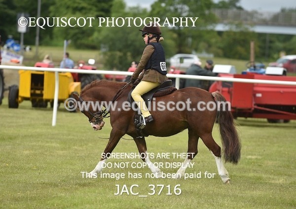 JAC_3716 - 75CM WORKING HUNTER